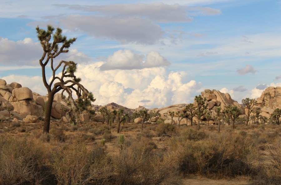Southern California’s Joshua Tree National Park is, along with the Grand Canyon, one of 11 protected nature areas of the U.S. included in a study on the prevalence of microplastics in remote areas. Angel La Canfora, Flickr