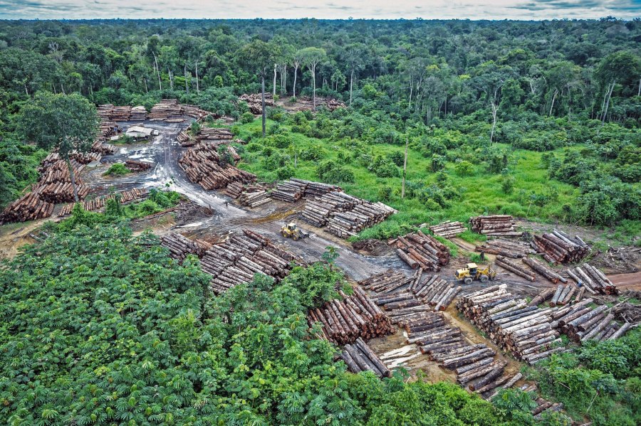 Illegal logging on the lands of the Indigenous Pirititi people in the Brazilian Amazon, where burning season is expected to peak July. Quapan, Flickr