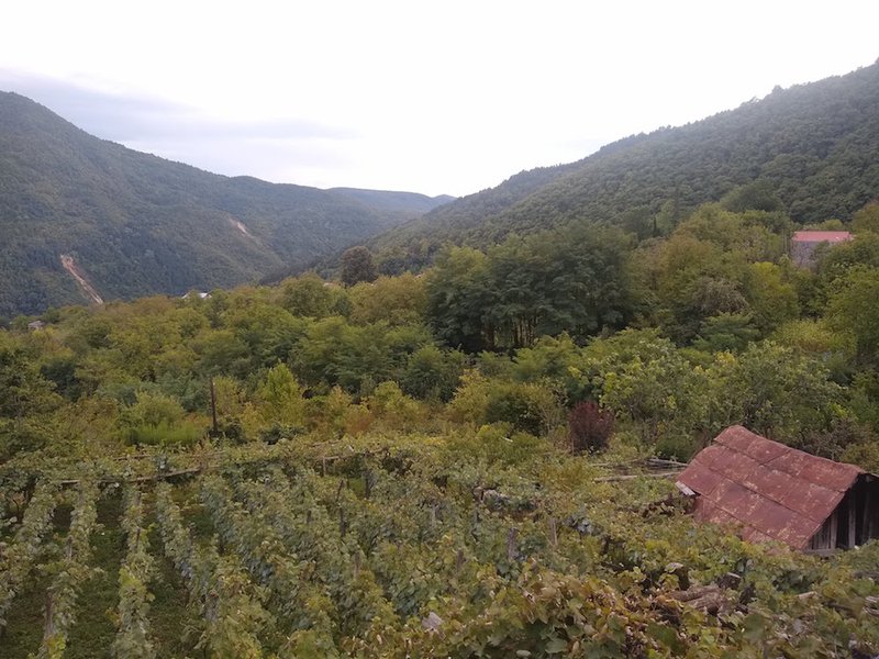 tvishi wine vineyards. in Khorenishi.jpg