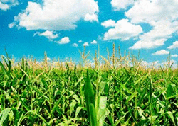 Biomass Fuel Testing Service, Fuel Testing Work, ईंधन परीक्षण सेवा, फ्यूल टेस्टिंग सर्विस in Parvati, Pune , ChemTech Laboratories Private Limited | ID: 7300890733