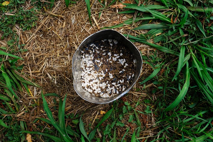 iwo borkowicz + ola korbańska transform palm tree biomass into sculptures designboom