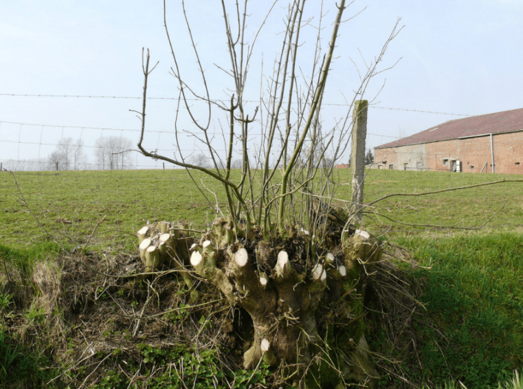 Coppice-stool-min