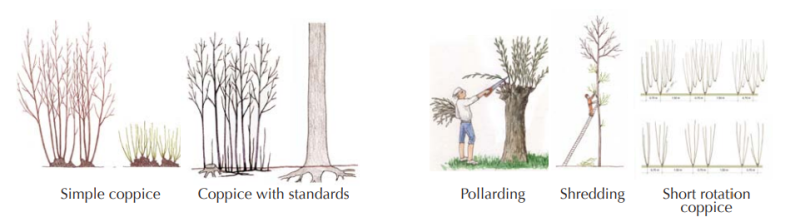 Coppicing-methods