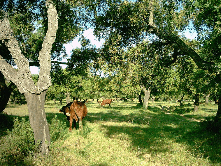 Cows-huelva-min