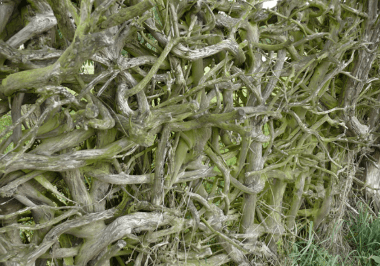 Hedgerow-detail-min