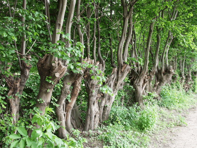 Pollarded-tree-hedge-min