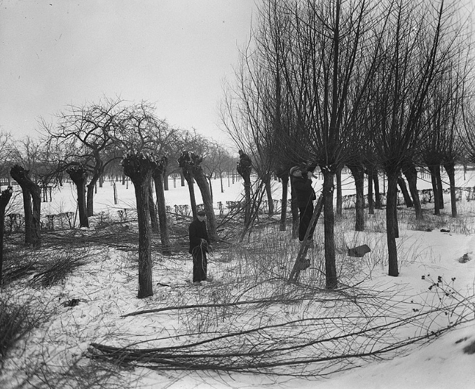 Pollarding-1940s-min