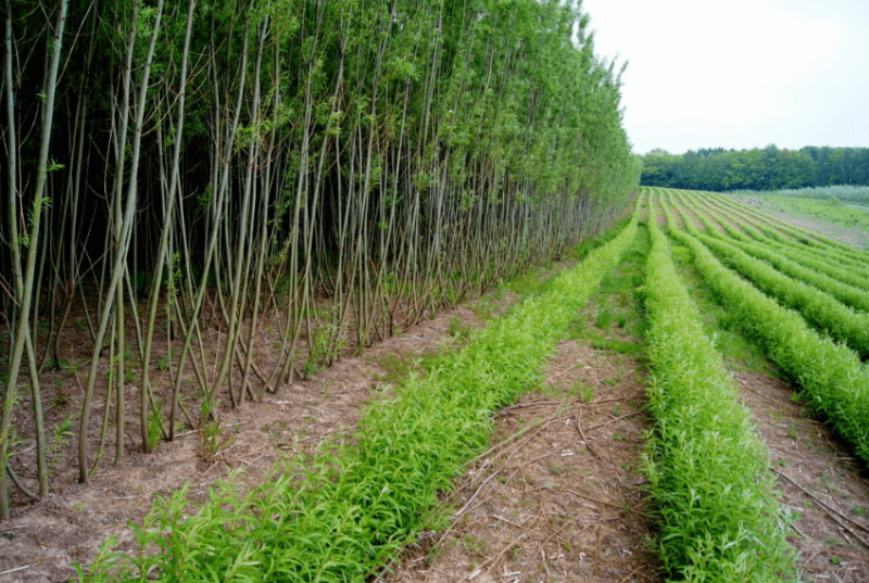 Mechanized-coppice-min