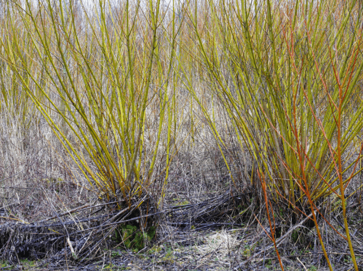 Short-coppice-rotation-min