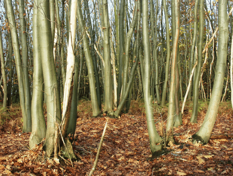 Coppice-rotation-min