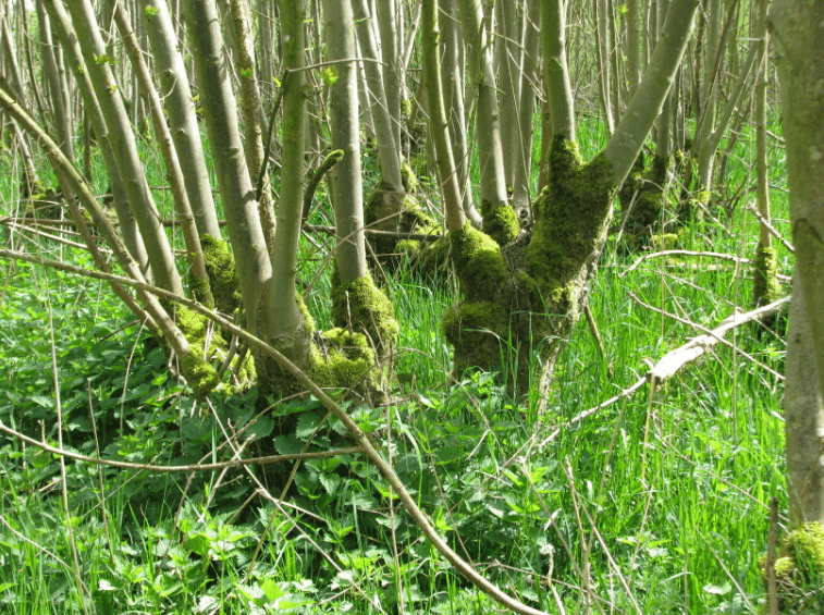 Dutch-coppice-min