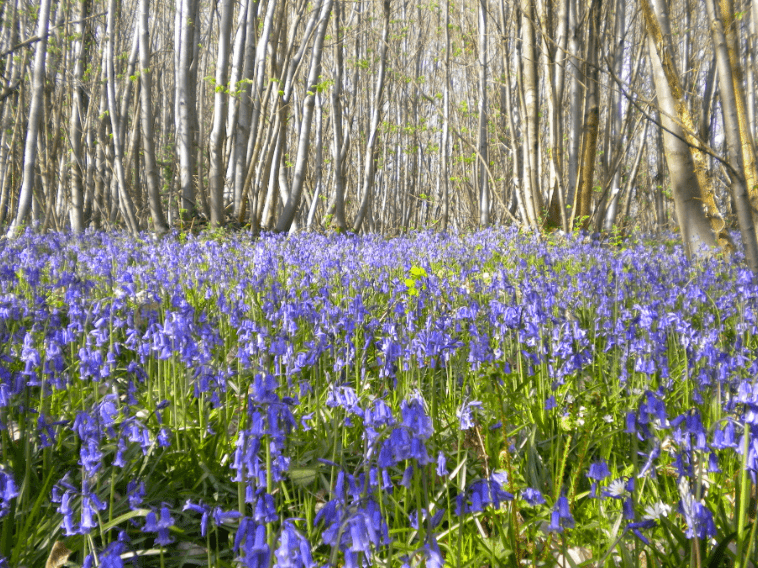 Biodiversity-coppice-min