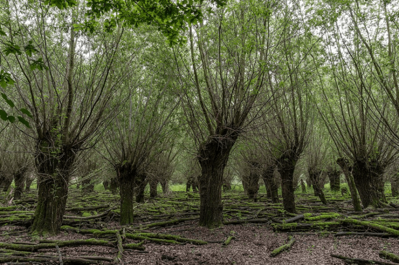 Pollards-germany-min